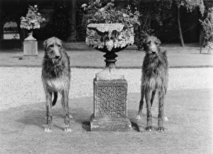 Fall/Deerhounds Fall/Deerhounds