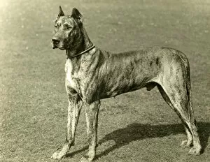 Images Dated 30th August 2018: Fall / Great Dane / 1897