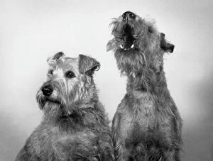 Breeds Gallery: Fall / Irish Terrier / 1963