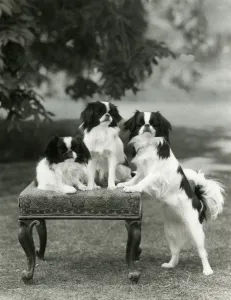Fall/Japanese Chin/1958 Fall/Japanese Chin/1958