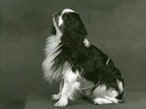 King Charles Collection: FALL / K. C. SPANIEL / 1953