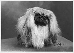 History Collection: Fall / Pekingese / 1954
