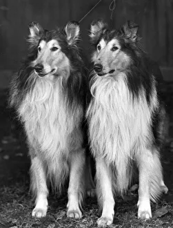 Fall/Rough Collie/1953 Fall/Rough Collie/1953