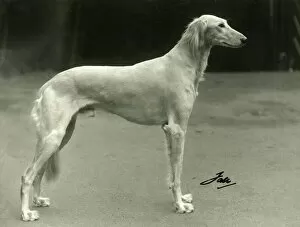 Images Dated 30th August 2018: FALL / SALUKI / 1937