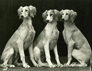 Dogs Gallery: FALL / SALUKI / 1940