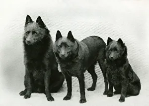 Fall/Schipperke/1940 Fall/Schipperke/1940
