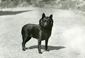 Images Dated 30th August 2018: Fall / Schipperke / 1953