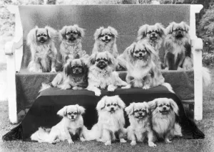 1975 Gallery: Fall / Tibetan Spaniel / 75