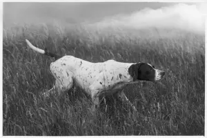 Rita Prints: FALL / POINTER Print 1938 BANCHORY RITA