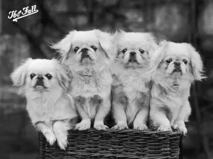 ペキニーズ書籍4冊セット 本 洋書 写真 pekingese PEKINGESE ペキニーズ書籍4冊セット 本 洋書 写真 pekingese PEKINGESE