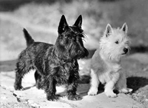 Images Dated 21st September 2018: Westie and Scotties Dogs