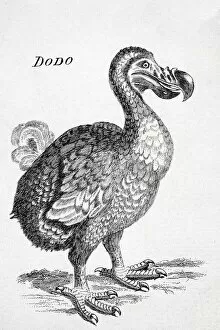 Images Dated 16th July 2006: 18Th Century Drawing Of The Now Extinct Dodo Bird Of Mauritius Raphus Cucullatus