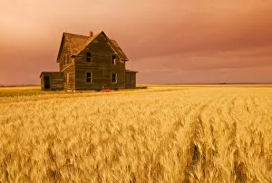 Images Dated 6th September 2009: Abandoned Farm House, Wind-Blown Durum Wheat Field Near Assiniboia, Saskatchewan