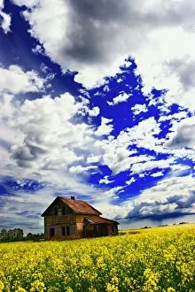 Images Dated 15th July 2006: Abandoned Farmhouse In A Canola Field