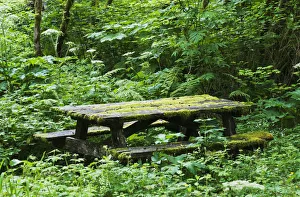 An Abandoned Picnic Table Is Reclaimed By The Forest; Elsie, Oregon, United States Of Ameria An Abandoned Picnic Table Is Reclaimed By The Forest; Elsie, Oregon, United States Of Ameria