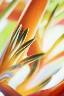 Images Dated 27th August 2005: Abstract Close-Up View Of Heliconia
