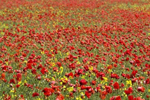 Images Dated 21st February 2014: An Abundance Of Red And Yellow Flowers Growing In A Field; Northumberland, England