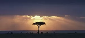 Images Dated 30th July 2009: An Acacia Tree And Wildebeest Under A Sunset; Kenya, Africa