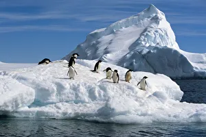 Adelie Penguins Jump From Iceberg Paulet Is Antarctic Summer Adelie Penguins Jump From Iceberg Paulet Is Antarctic Summer
