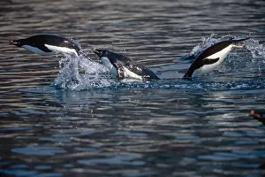 Adelie Penguins Porpoising Across Surface Of Water South Atlantic Antarctica Summer Adelie Penguins Porpoising Across Surface Of Water South Atlantic Antarctica Summer