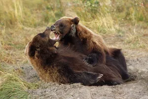 Adolescent Brown Bears Wrestling Together Captive Alaska Wildlife Conservation Center Autumn Adolescent Brown Bears Wrestling Together Captive Alaska Wildlife Conservation Center Autumn