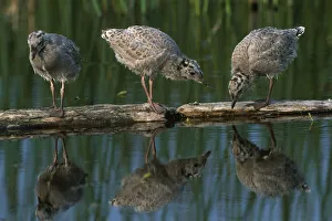 Adolescent Gull Chicks On Log Potter Marsh Sc Ak Summer Wildlife Refuge Adolescent Gull Chicks On Log Potter Marsh Sc Ak Summer Wildlife Refuge