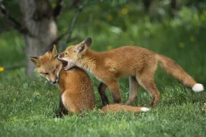 Adolescent Red Fox Play Together Elmendorf Ak Sc Summer Golf Course Adolescent Red Fox Play Together Elmendorf Ak Sc Summer Golf Course