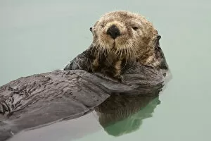 Images Dated 5th December 2010: An Adult Sea Otter Floats In The Calm Waters Of The Valdez Small Boat Harbor, Southcentral Alaska