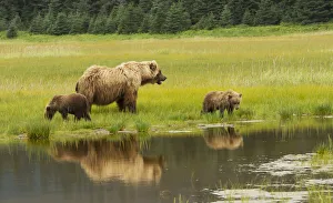 Adult Sow Grizzly Bear With Two Cubs, Silver Salmon Creek, Lake Clark National Park And Preserve, Southcentral Alaska Adult Sow Grizzly Bear With Two Cubs, Silver Salmon Creek, Lake Clark National Park And Preserve, Southcentral Alaska