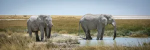 African bush elephants drinking at waterhole, Etosha National Park, Otavi, Oshikoto, Namibia African bush elephants drinking at waterhole, Etosha National Park, Otavi, Oshikoto, Namibia