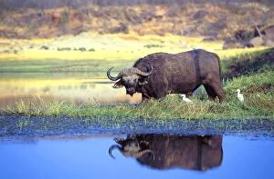 Lake Kariba Collection: African Cape Buffalo, Photographed At Lake Kariba Zimbabwe