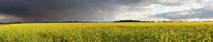Cash Crop Gallery: Ag Agricultural Agriculture Bloom Blooming Blossom