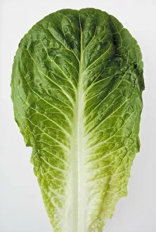 Images Dated 24th January 2003: Agriculture - Closeup of a Romaine lettuce leaf on a white surface, studio