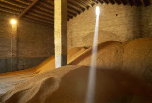 Agriculture - Harvested rice in a storehouse waiting to be transported, a typical Spanish variety for cooking " Agriculture - Harvested rice in a storehouse waiting to be transported, a typical Spanish variety for cooking "