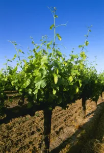 Agriculture - Late spring foliage growth on wine grape vines / Oakdale, California, USA Agriculture - Late spring foliage growth on wine grape vines / Oakdale, California, USA