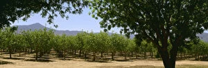 Images Dated 17th December 2005: Agriculture - Pistachio orchard early in the growing season / Bowie, Arizona, USA