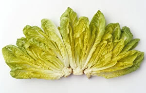Images Dated 24th January 2003: Agriculture - Romaine lettuce hearts fanned out on a white surface, studio