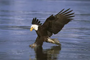 Alaska, Bald Eagle (Haliaeetus Leucocephalus) Hunting Herring At Surface Alaska, Bald Eagle (Haliaeetus Leucocephalus) Hunting Herring At Surface