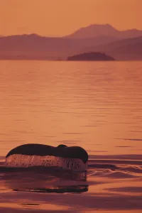 Alaska, Inside Passage, Admiralty Island, Close-Up Of Fluke Calm Ocean, Sunset Orange Sky Reflections Alaska, Inside Passage, Admiralty Island, Close-Up Of Fluke Calm Ocean, Sunset Orange Sky Reflections