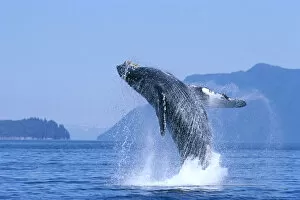 Images Dated 3rd January 1997: Alaska, Inside Passage, Humpback Whale (Megaptera Novaeangliae) Breaching B2006