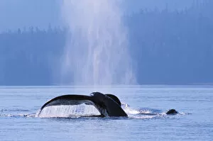 Images Dated 4th January 2005: Alaska, Inside Passage, Tongass National Forest, Fluke Of A Humpback Whale