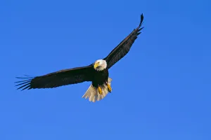 Alaska, Inside Passage, View Of A Bald Eagle In Flight, Hunting Alaska, Inside Passage, View Of A Bald Eagle In Flight, Hunting