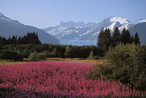 Images Dated 4th January 2005: Alaska, Juneau, Mendenhall Valley, Tongass National Forest, Field Of Fireweed