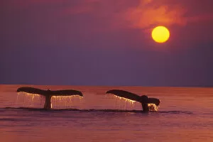 Images Dated 6th January 2005: Alaska, Panhandle, Inside Passage. 2 Humpback Whales Fluke By A Fiery Sunset