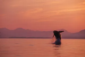 Images Dated 6th January 2005: Alaska, Panhandle, Inside Passage, Humpback Whale Breaching At Sunset