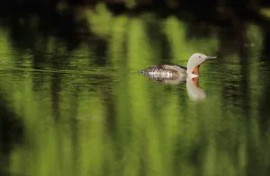 Alaska, Red Throated Loon (Gavia Stellata) Swims On A Green Pond Alaska, Red Throated Loon (Gavia Stellata) Swims On A Green Pond
