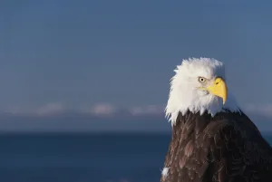 Alaska, A stoic Bald Eagle against a clear blue sky Alaska, A stoic Bald Eagle against a clear blue sky