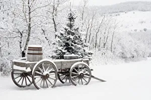 Alberta, Canada; Wooden Wagon And Trees Covered In Snow Alberta, Canada; Wooden Wagon And Trees Covered In Snow