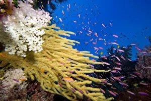 Images Dated 22nd November 2006: Alconarian and Gorgonian Coral; Fiji