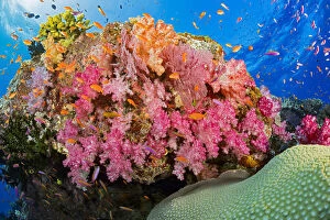 Images Dated 2nd April 2007: Alconarian And Gorgonian Coral With Schooling Anthias Dominate, A Fijian Reef Scene; Fiji